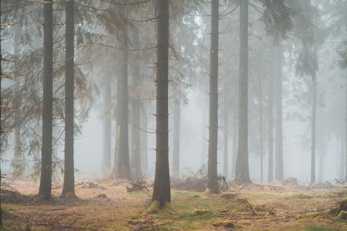 A forest with trees and fog in the background
