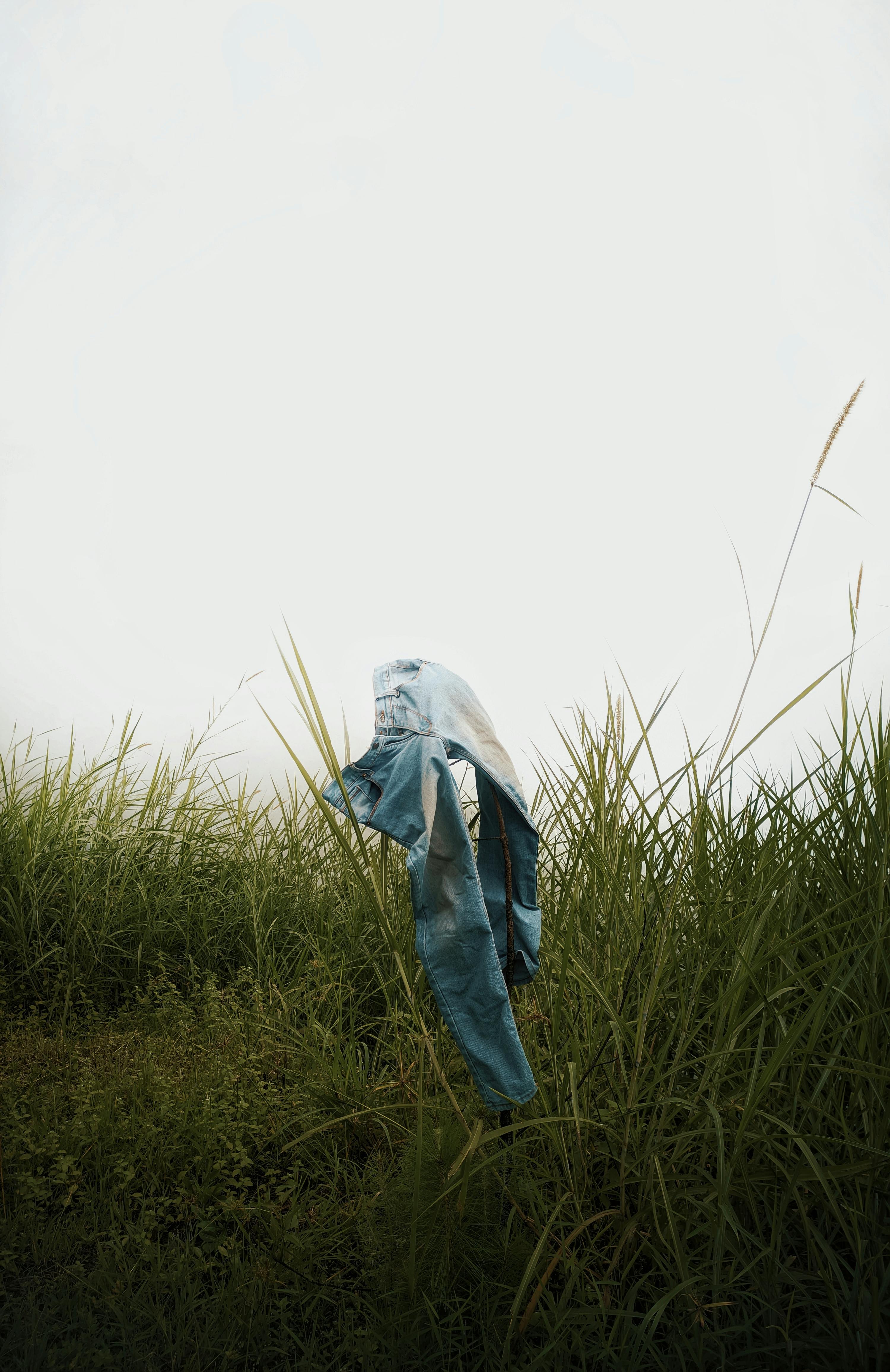 A pair of blue jeans hanging amidst the tall grasses of a rural meadow, fashionally styled outdoors.