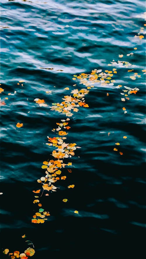 Autumn Leaves Floating on Water Surface