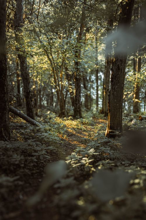 Free A tranquil forest pathway illuminated by summer sunlight, surrounded by lush greenery. Stock Photo