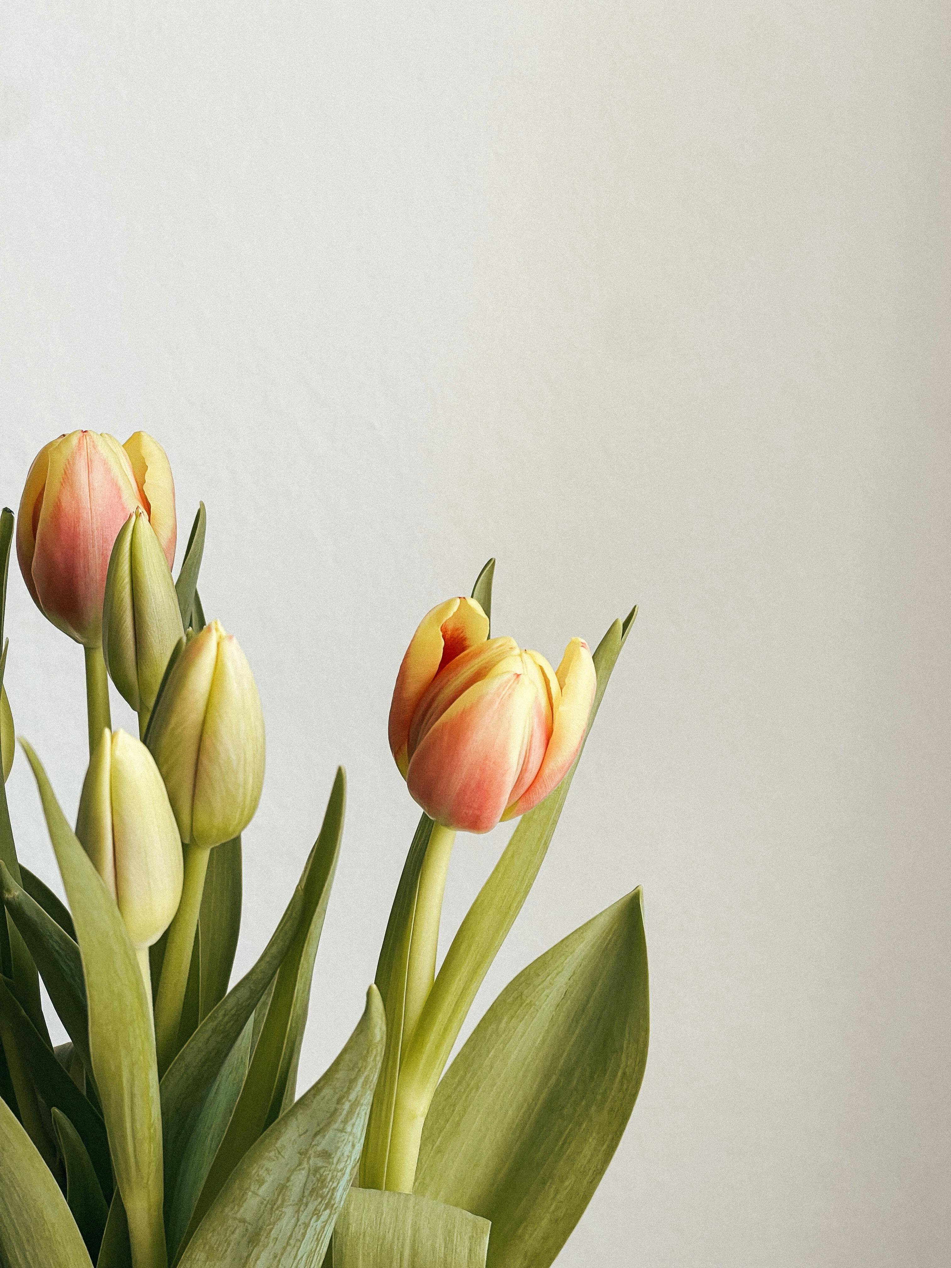 Elegant tulip bouquet with soft pink and yellow hues against a white wall, perfect for minimalist decor.