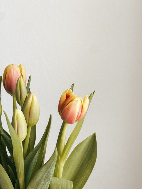 Elegant tulip bouquet with soft pink and yellow hues against a white wall, perfect for minimalist decor.