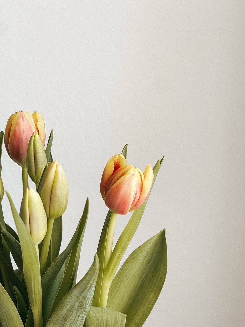 Wrapped tulip bouquet