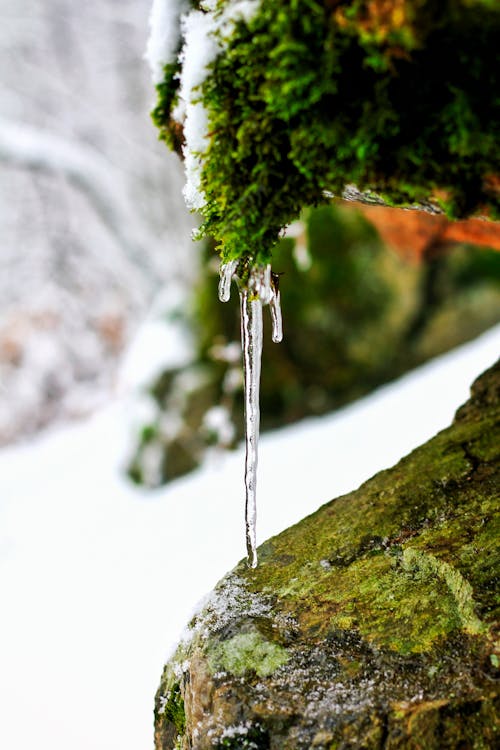 Small Icicle Hanging from a Mossy Rock