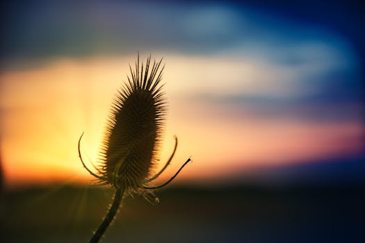A dramatic silhouette of a thistle set against a vibrant sunset sky with colorful clouds.