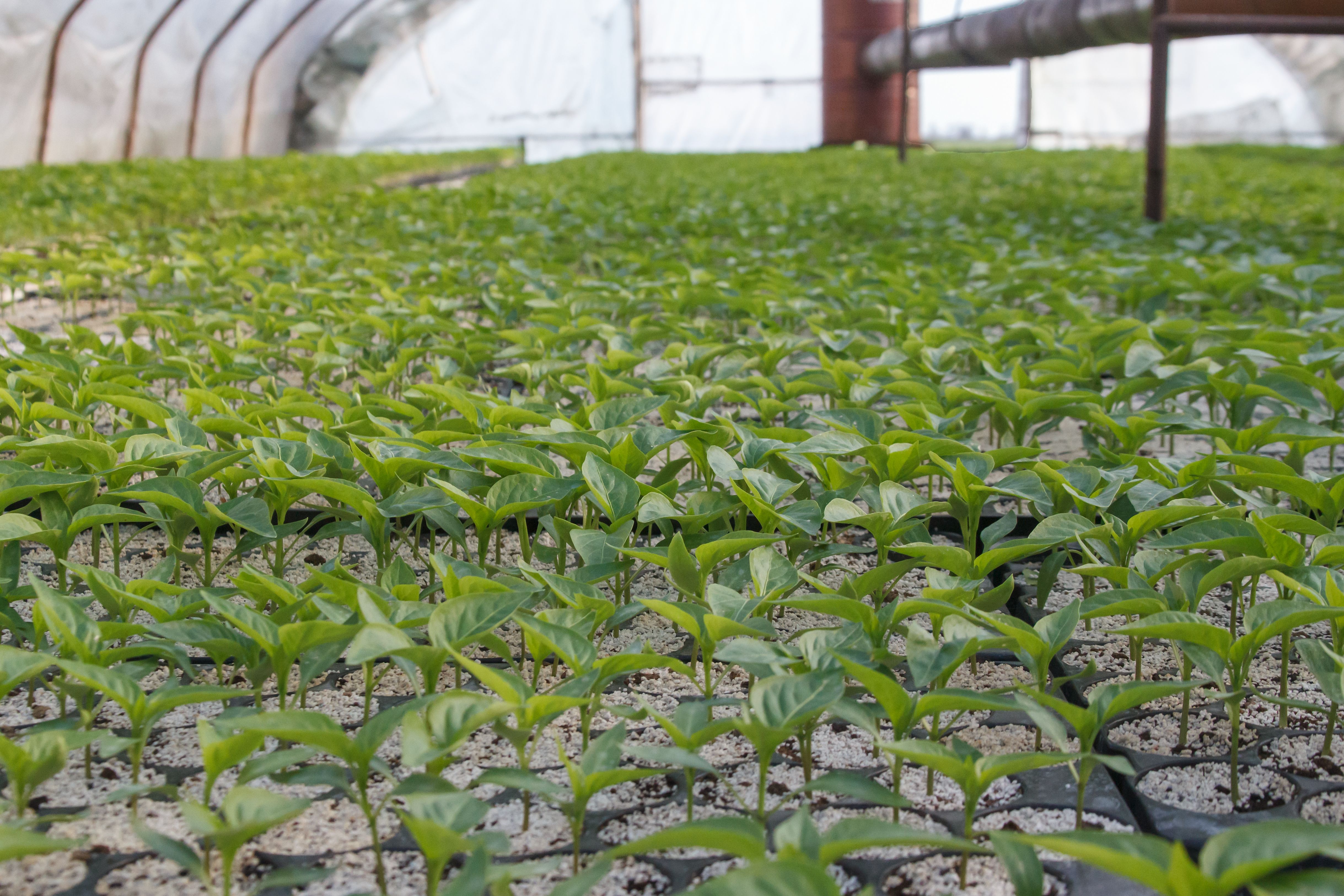 Crop Propagation illustration