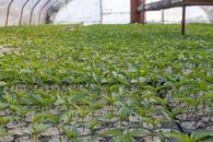 Vibrant young plants thriving in an indoor greenhouse environment.