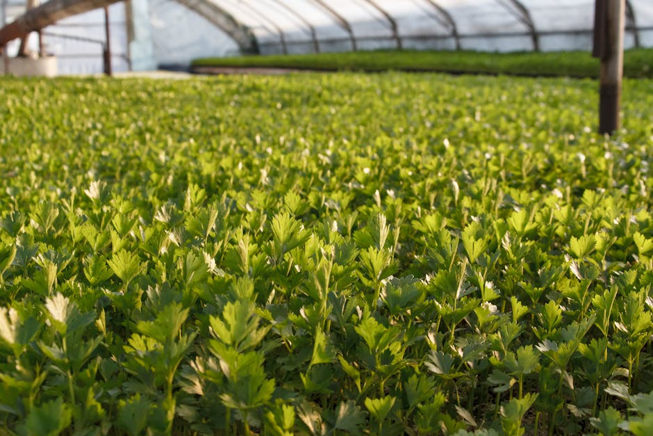 کاربرد کود کشاورزی در گلخانه در اهر - نمای نزدیک