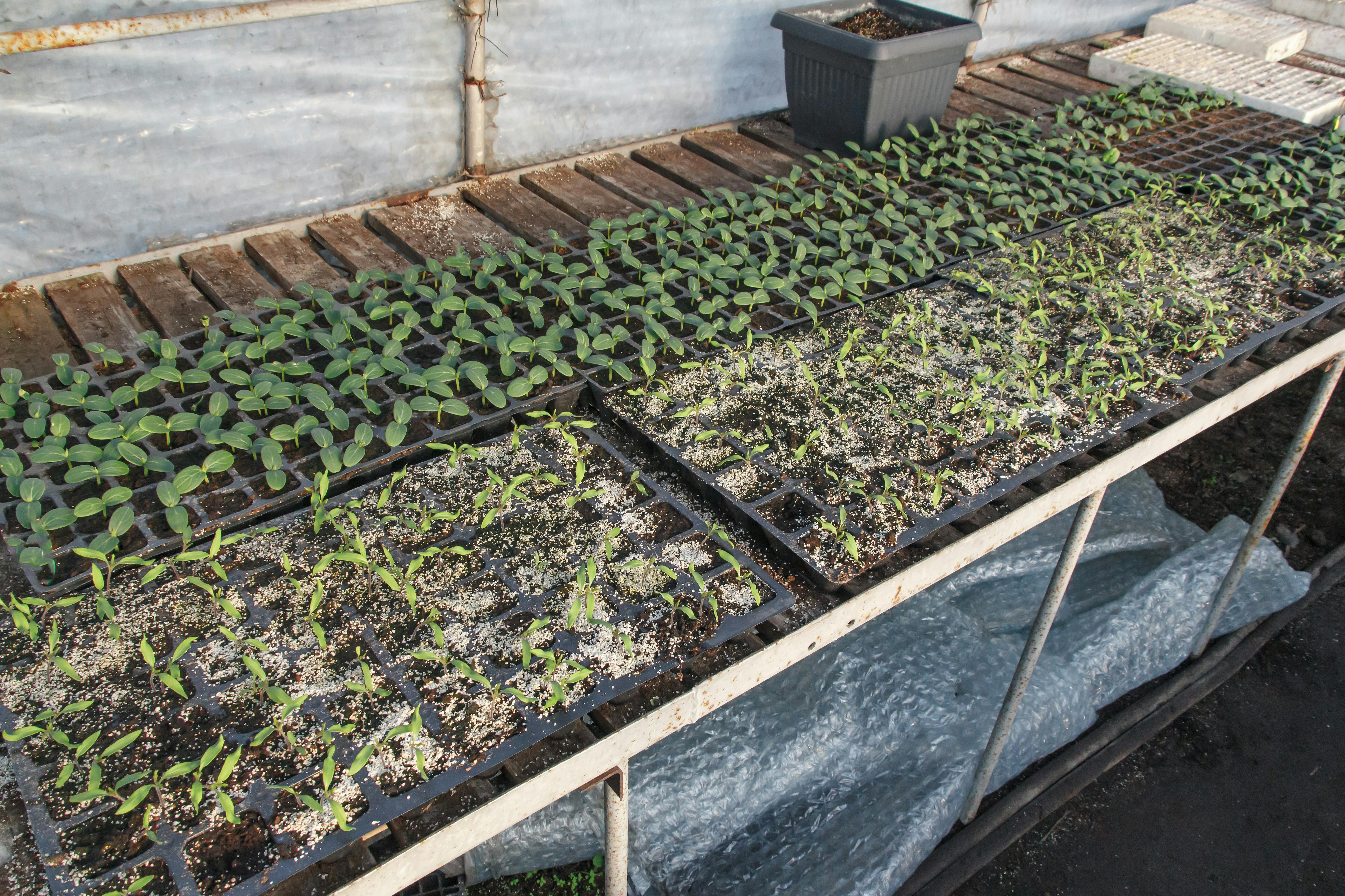 Close-up of a collapsed cucumber seedling showing a constricted stem at the soil line, indicative of damping-off disease.