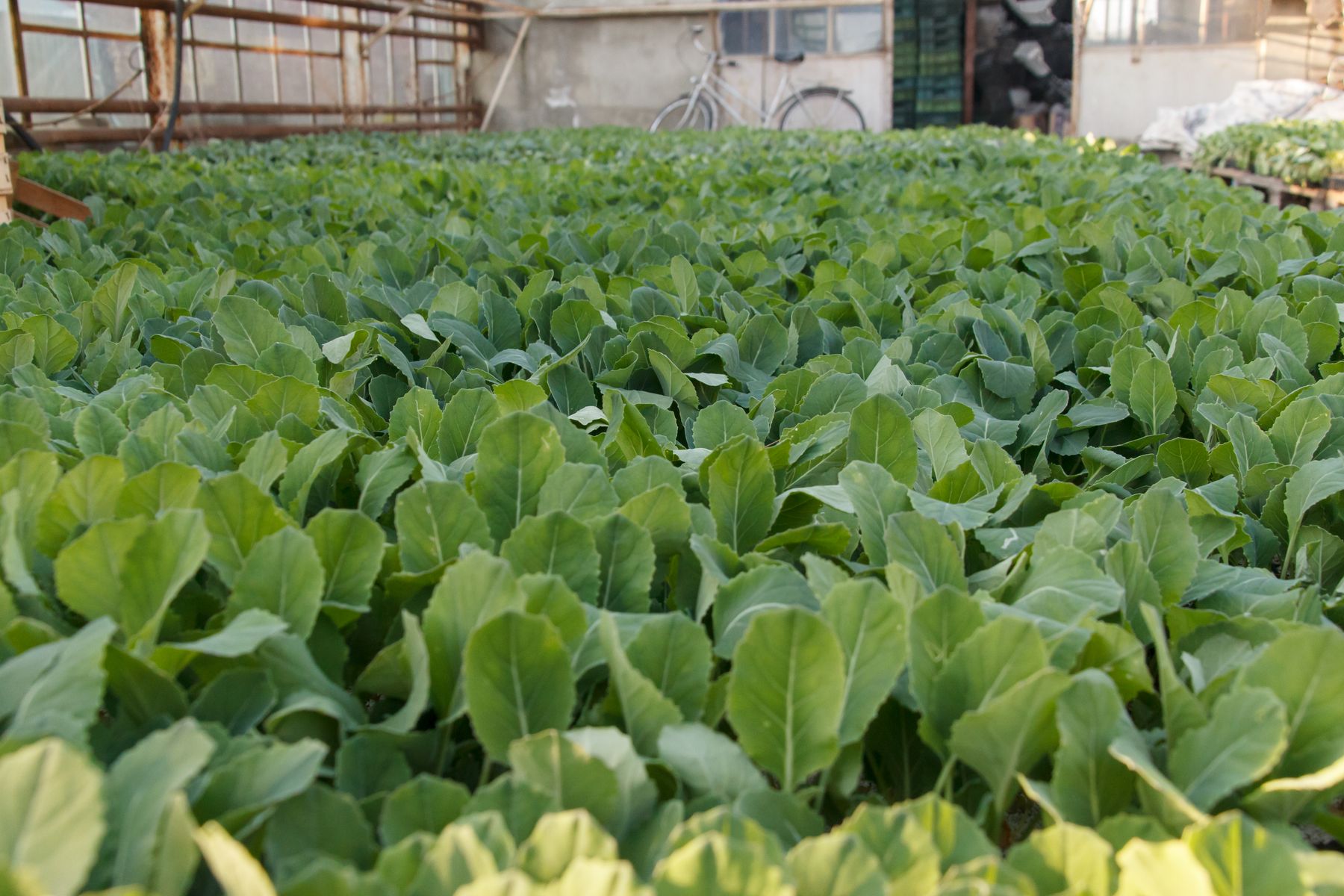 Rows of young green plants