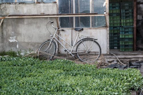 stary rower w szklarni 
