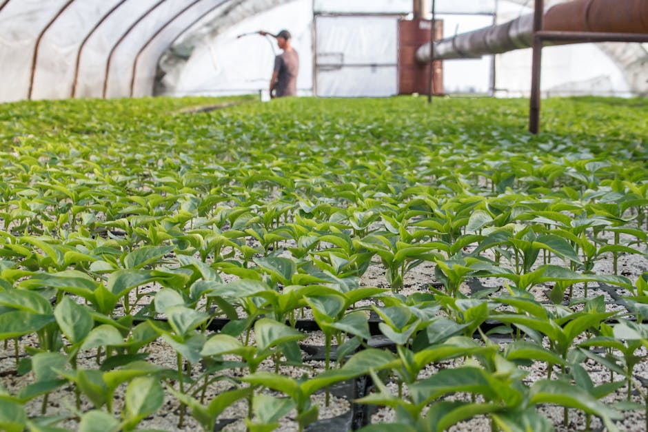 کاربرد کود کشاورزی در گلخانه در مرودشت - نمای نزدیک