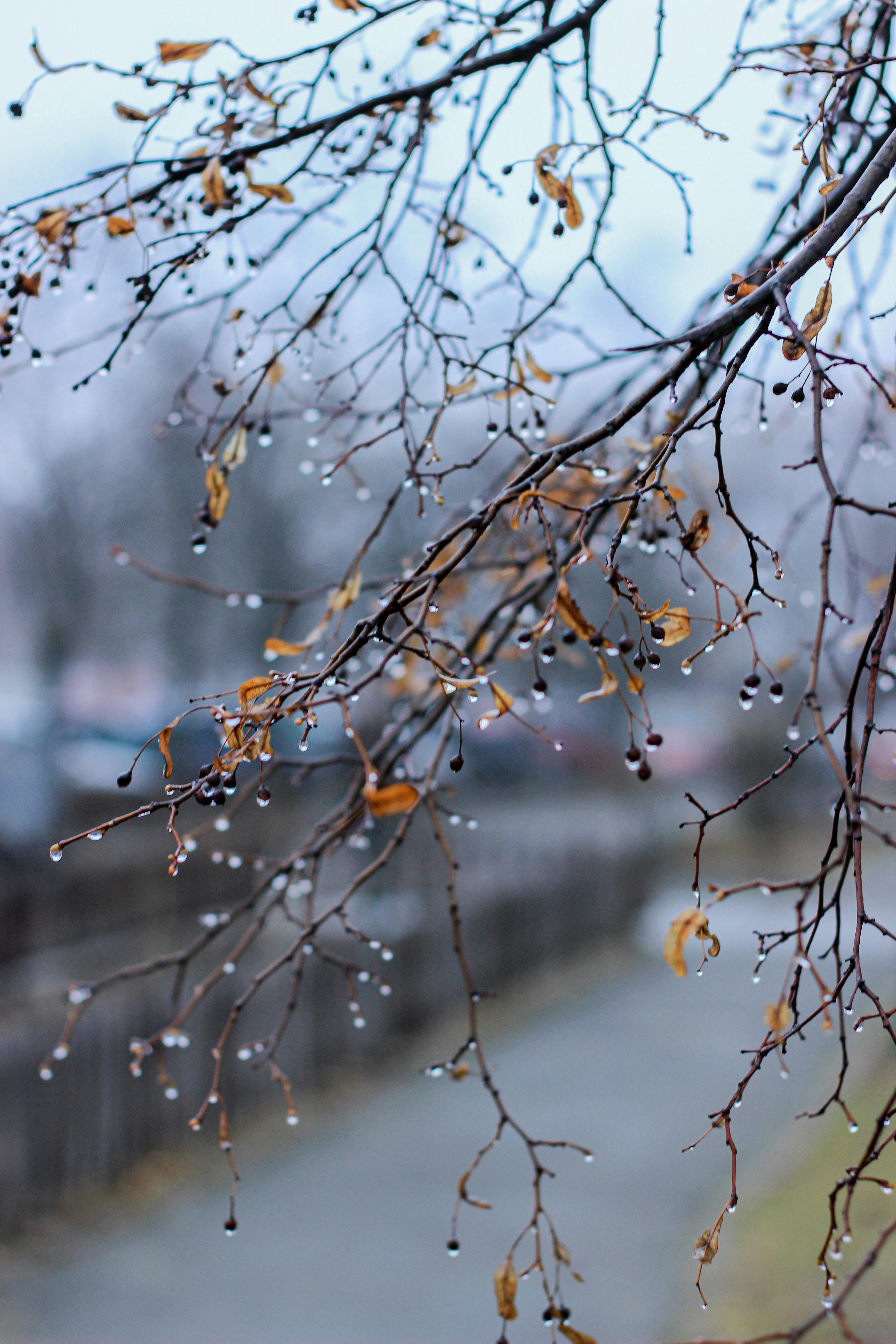 Close-up of raindrops clinging to bare branches with fall leaves, capturing seasonal weather.