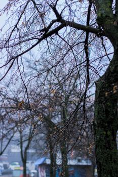 Dew drops on bare branches in a misty autumn scene, highlighting fall tranquility.