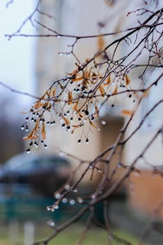 Close-up of bare branches with raindrops and dried leaves on a rainy autumn day.