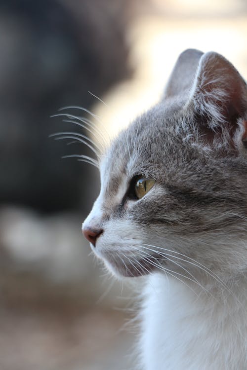 A close up of a gray and white cat