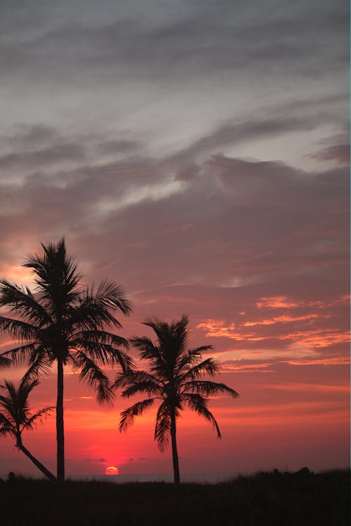 Palm Trees Silhouette on Sea Coast at Dusk