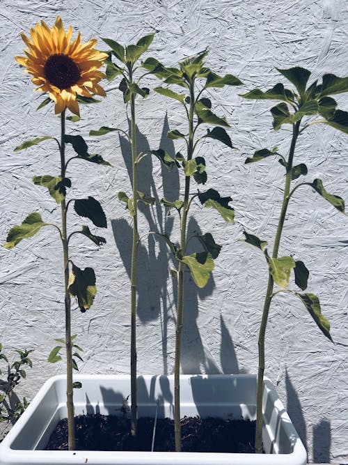 Foto stok gratis bunga matahari, dinding, kebun