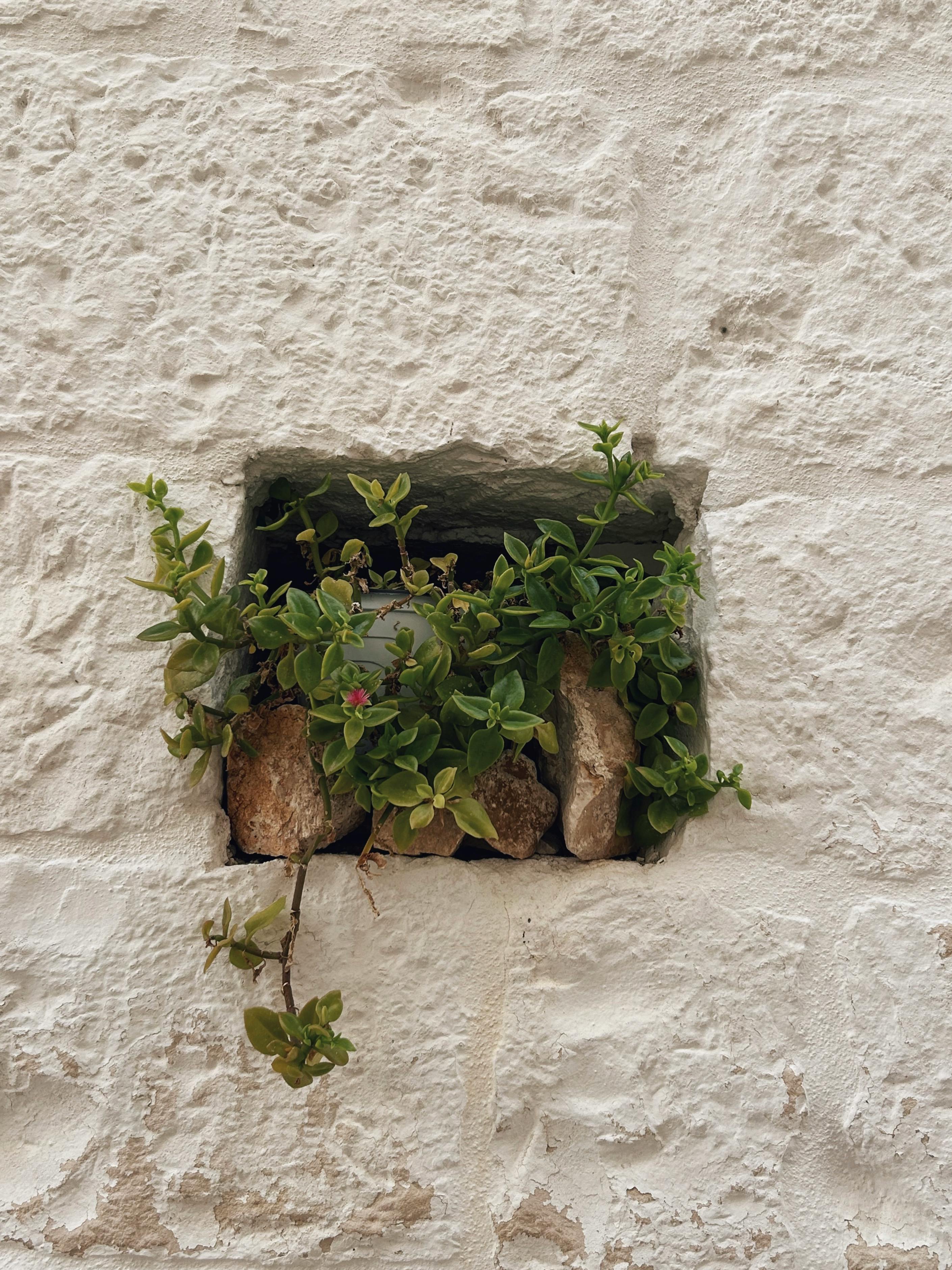 Lush green plants growing in a small stone crevice on a white rustic wall in Puglia, Italy.