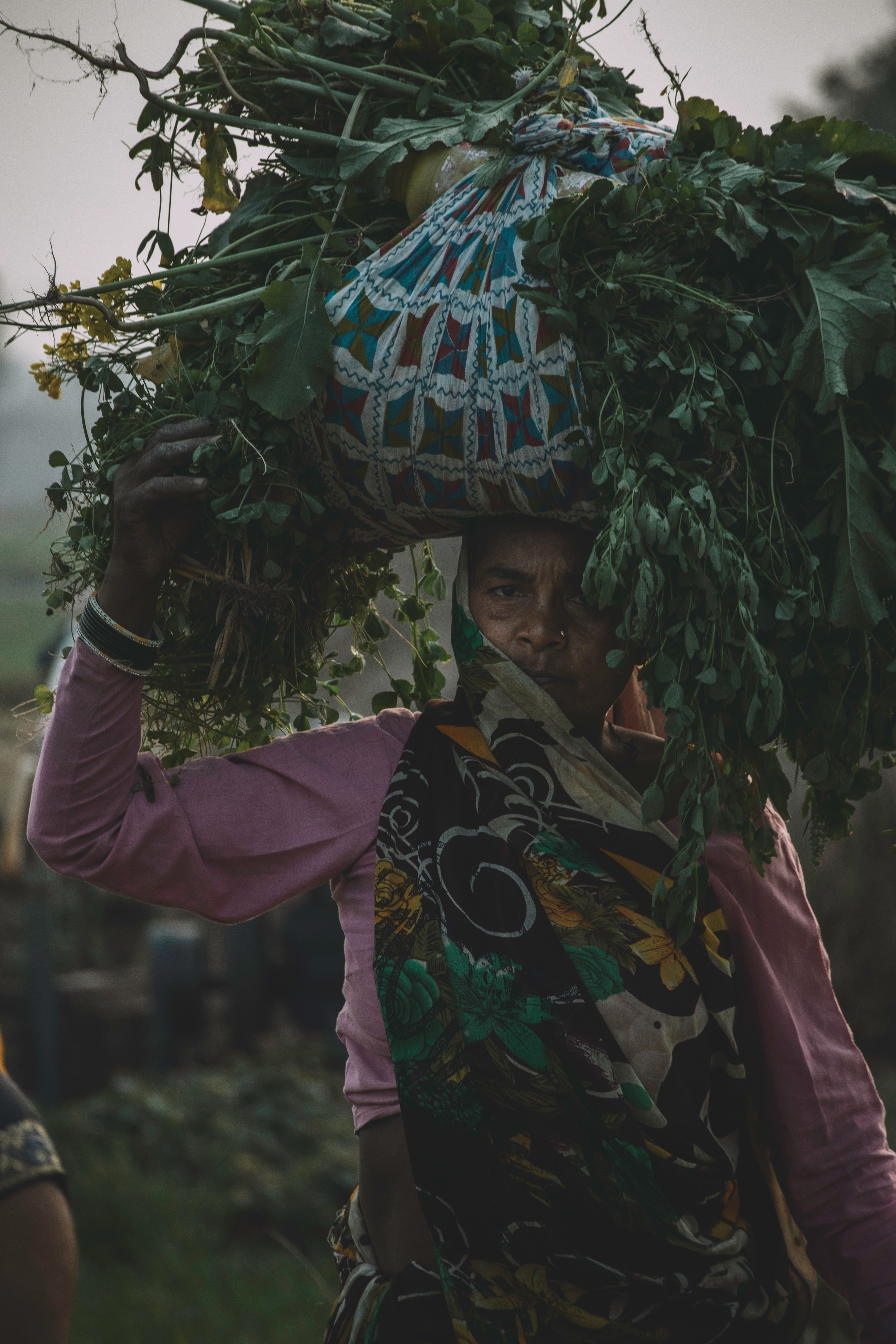 Farmer carrying harvested plants