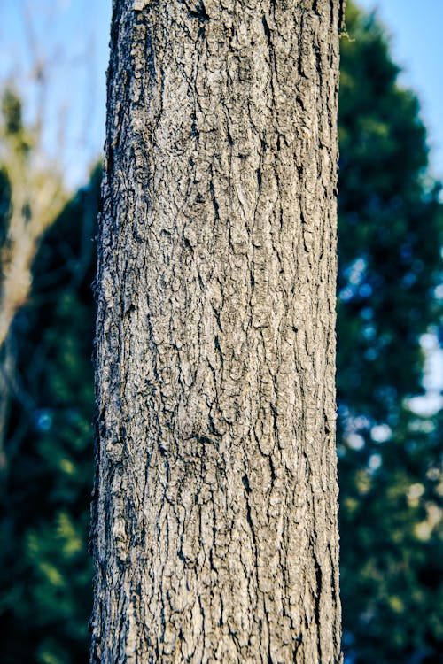 A close up of a tree trunk with a bird on it