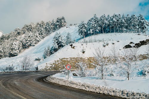 Foto d'estoc gratuïta de bosc, boscos, carretera