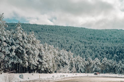 Scenic View of Frosty Trees on a Mountain