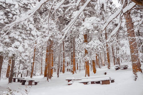 Foto d'estoc gratuïta de arbres, bancs, bosc