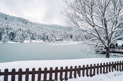 Winter Landscape of a Frozen Lake and Trees 