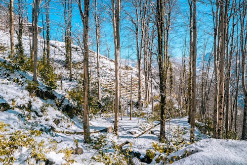 A snowy hillside with trees and snow