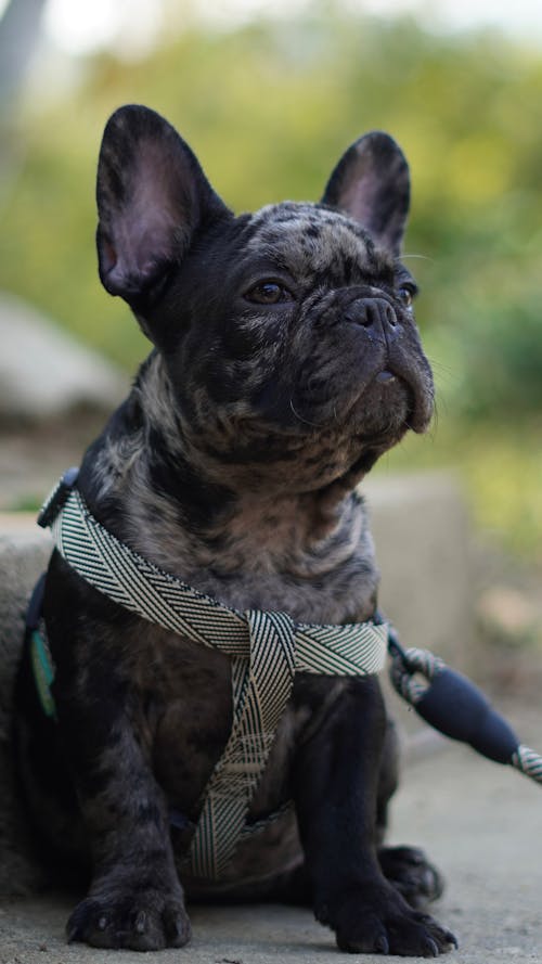 Free Close-up of a French Bulldog Sitting Outside Stock Photo