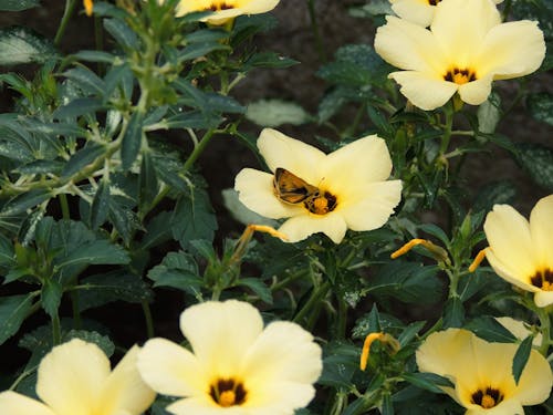 Gratis lagerfoto af bestøvning, blomstrende, dyrefotografering