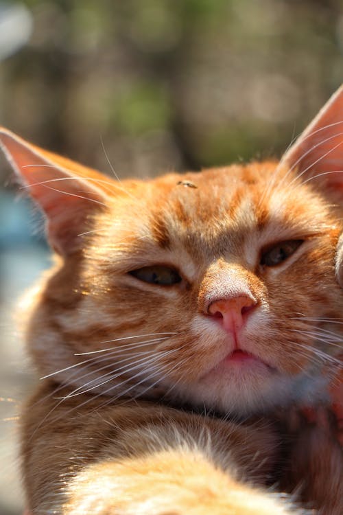 Close-up of of a Ginger Cat 