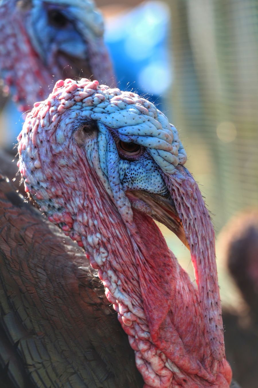 A close-up of turkeys on a farm