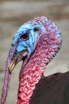 Neck Turkey