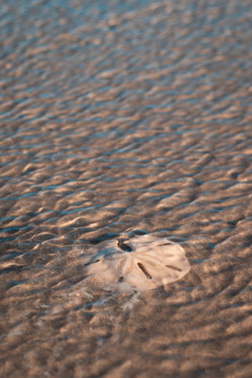 Gratis stockfoto met aan het strand, aardoppervlak, abstract