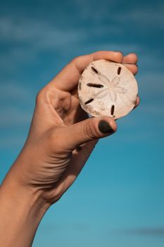 A close-up of a hand holding a sand dollar against a clear blue sky, capturing a summer beach vibe.