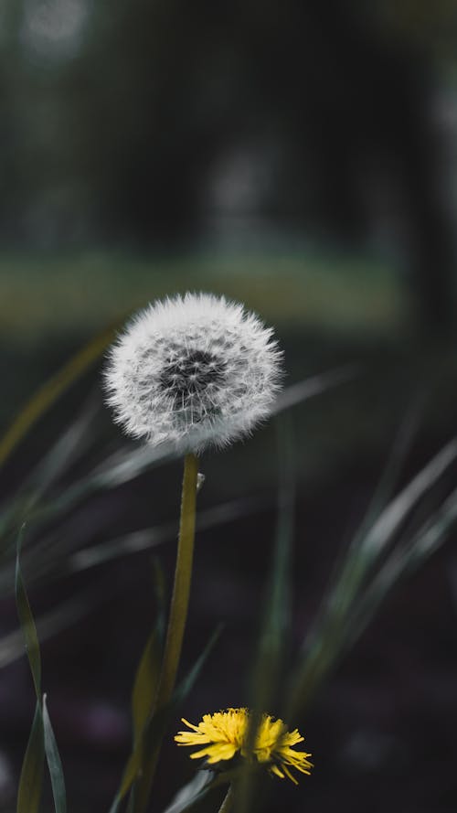 Close-up of a Dandelion with Fluffy Seeds 