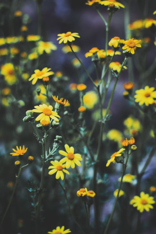 Free A stunning close-up of yellow wildflowers blossoming in a lush outdoor setting, showcasing nature's beauty. Stock Photo