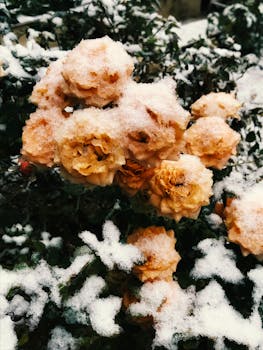 Close-up of yellow roses dusted with snow, capturing a winter garden scene.