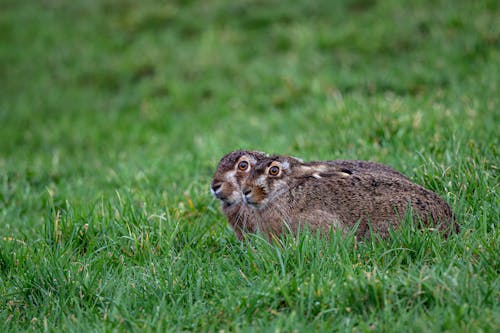 Close up of Two Hares