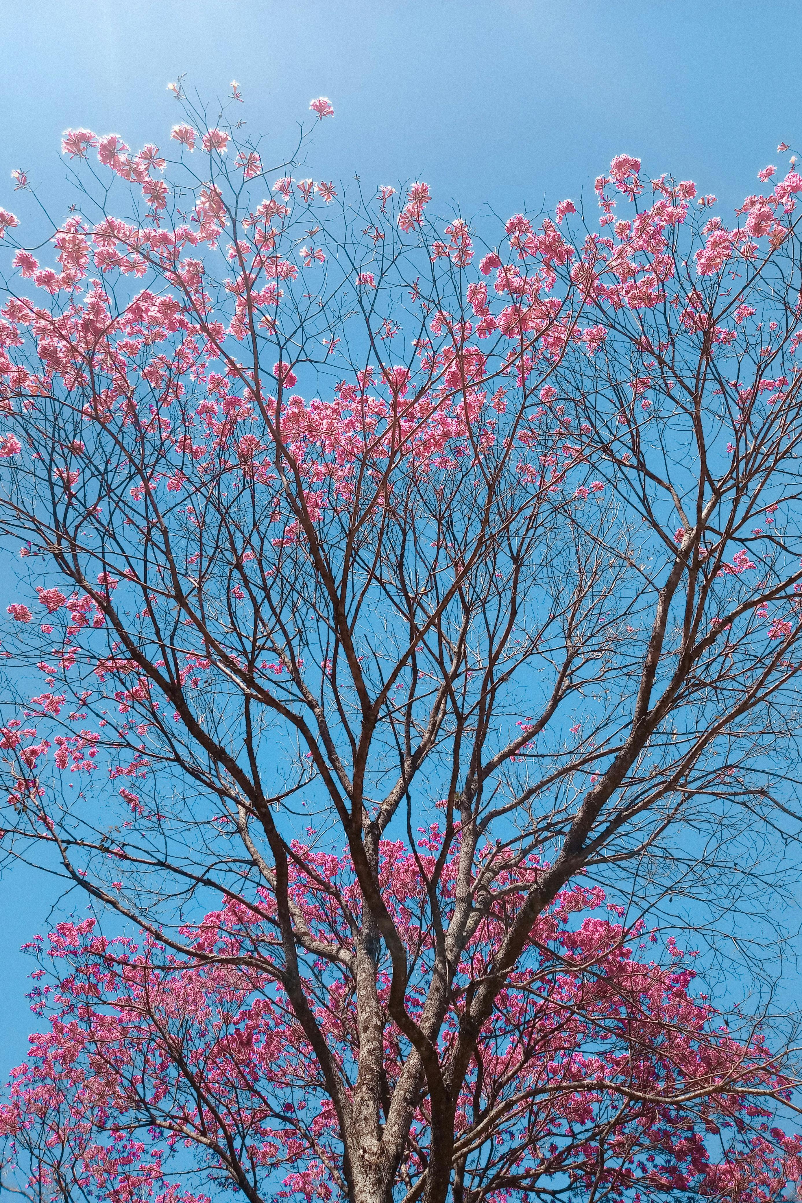 A vibrant pink-flowered tree blossoms against a bright blue sky, capturing the essence of spring.