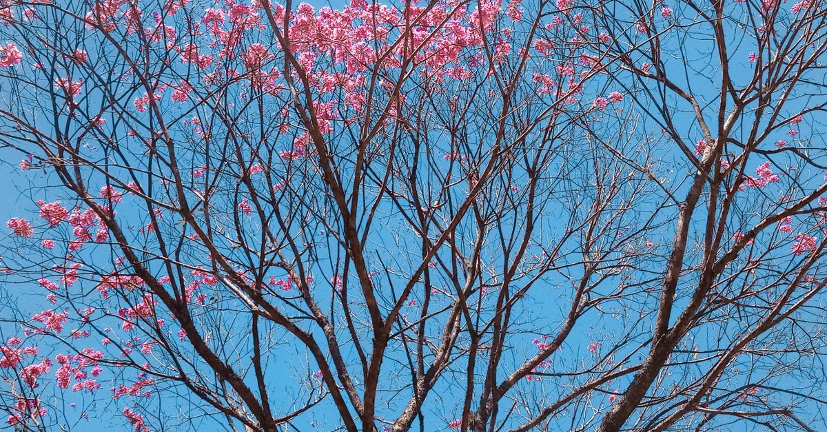 Spring Free Stock View of a Tree in Spring · Free Stock Photo