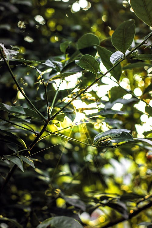 Foto profissional grátis de árvores, brilho do sol, flora