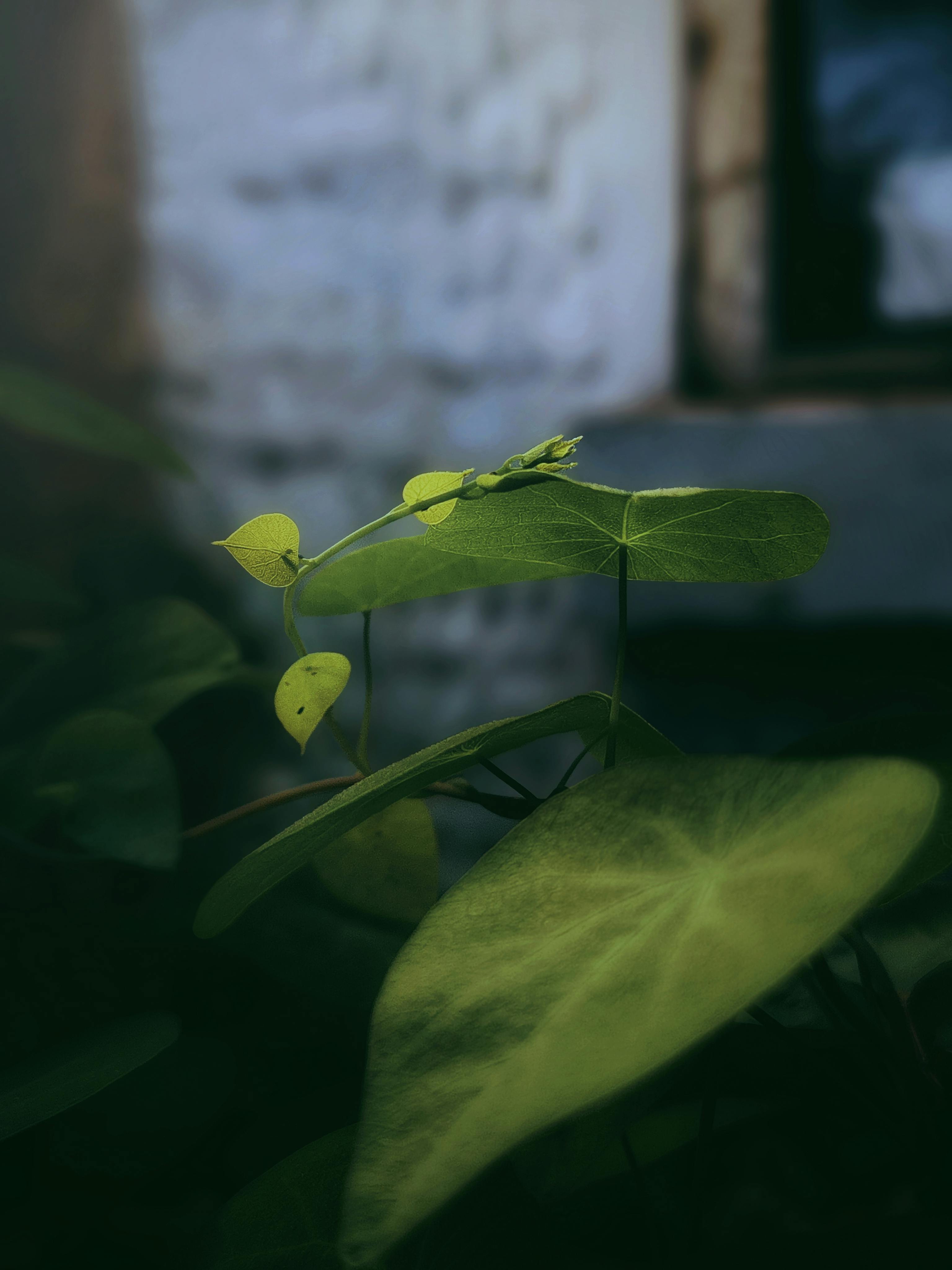 A moody photo of vibrant green leaves in natural Brazilian lighting, perfect for nature themes.