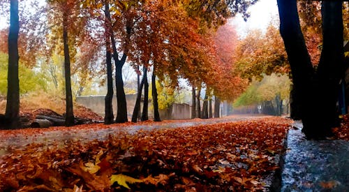 Free stock photo of autumn, fall, leaf
