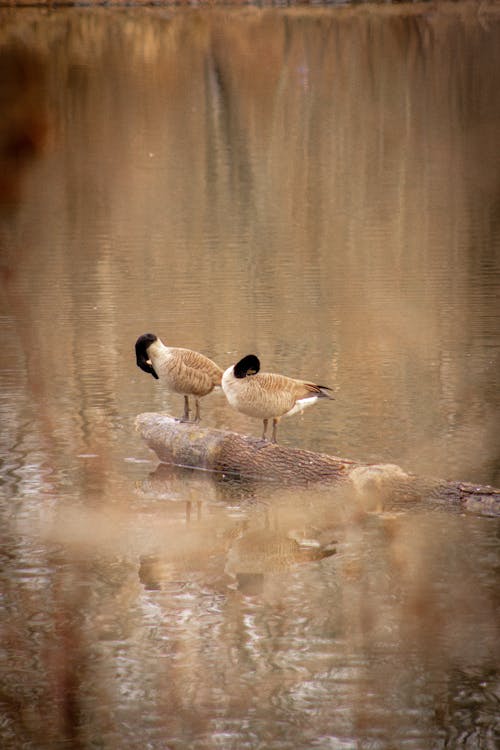 Geese Standing on a Wood Log on River