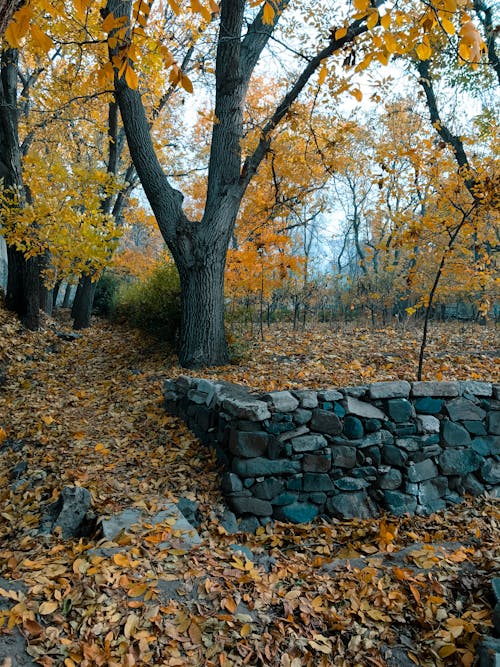 Rock Wall in Autumn Park