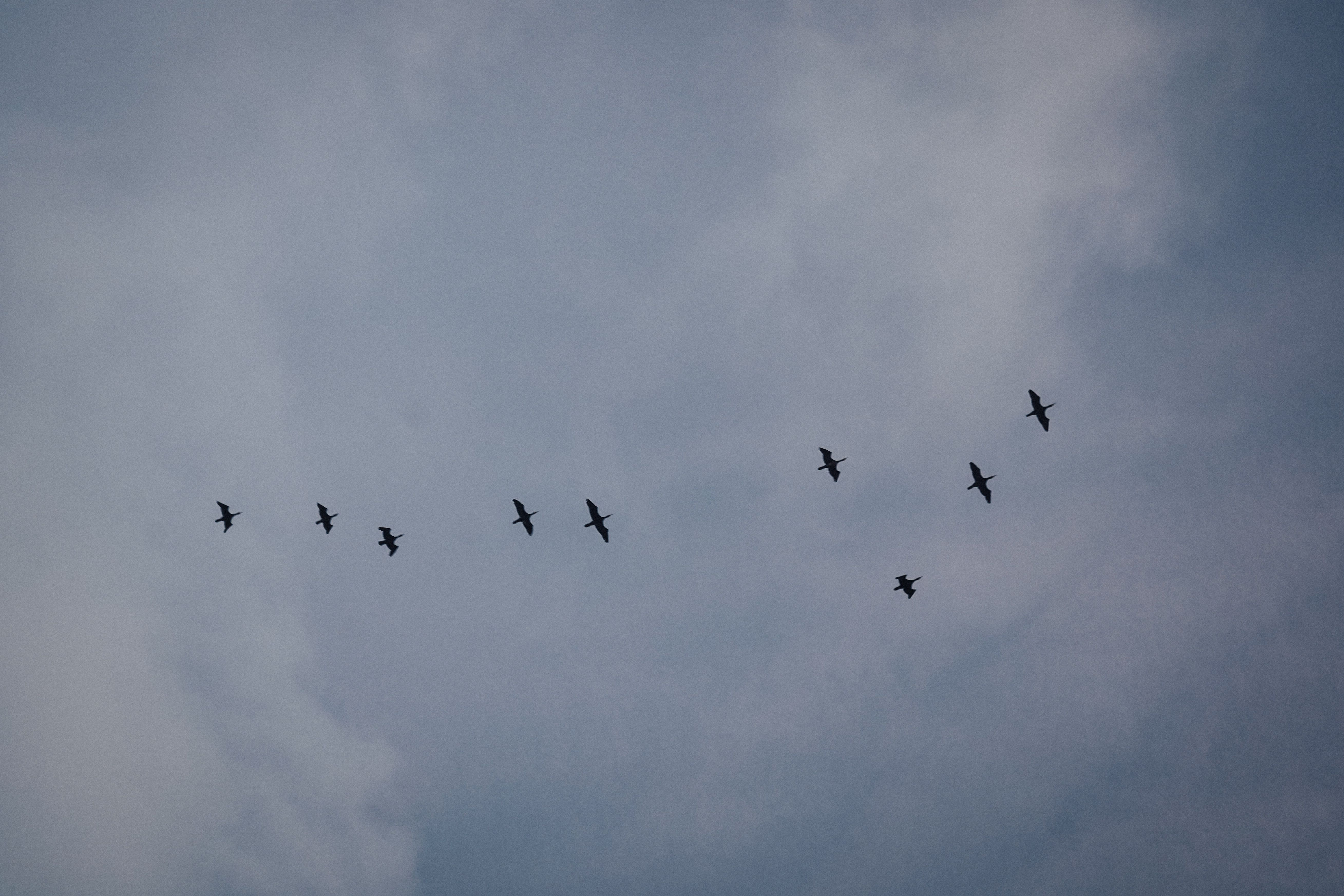 Birds Flying under Cloud · Free Stock Photo