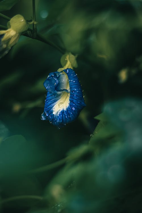 A blue flower with a white center and green leaves